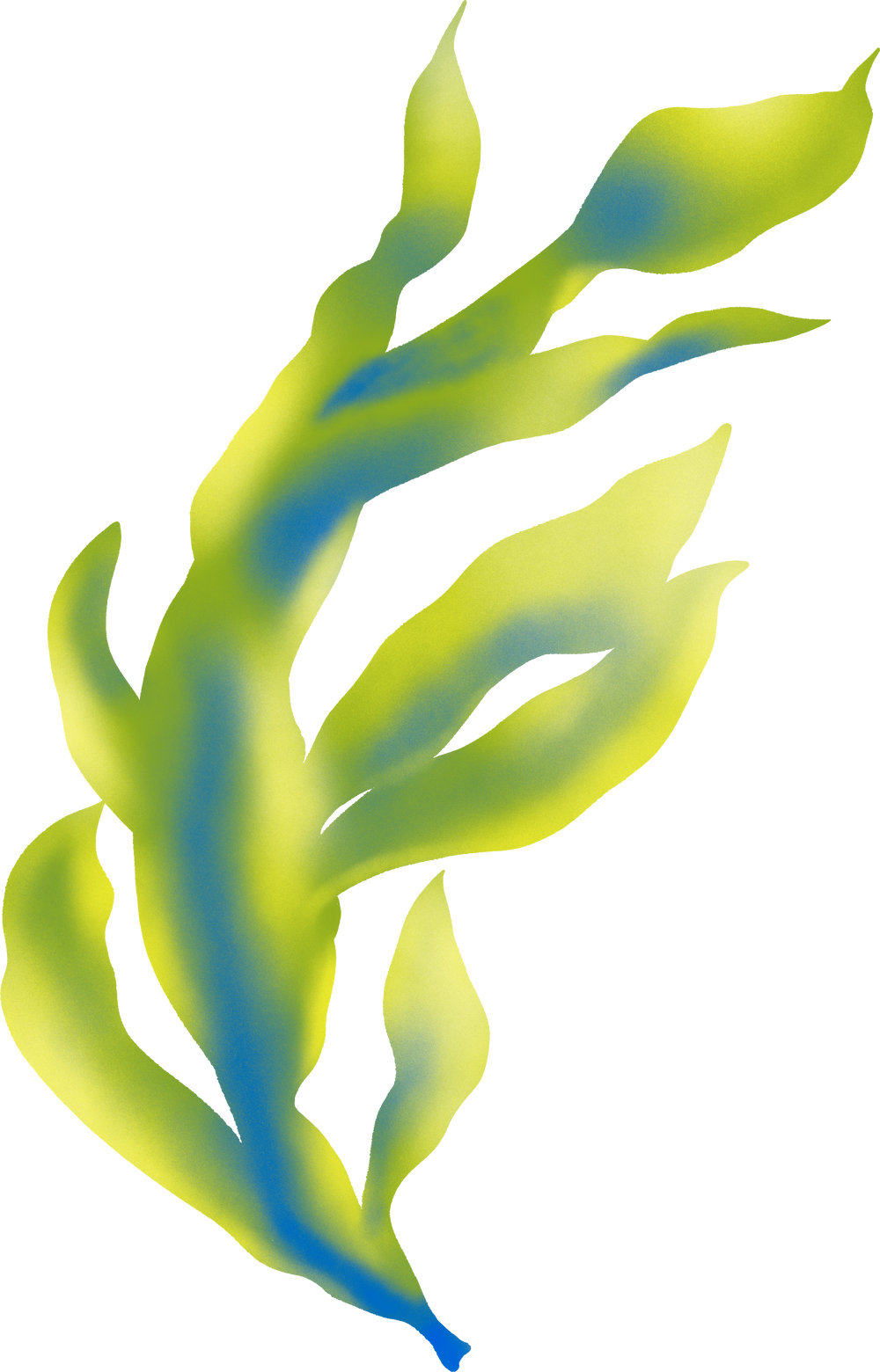 Seaweed decorative illustration
