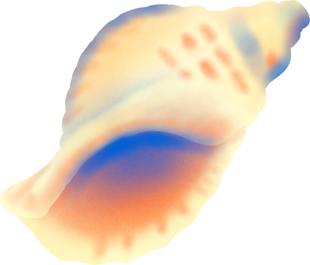 Shell decorative illustration